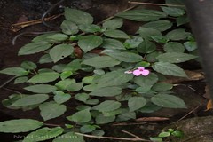 Sonerila pulneyensis